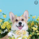 스튜디오쉽독 네이버블로그