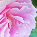 꽃노래 The Flower Song 아름다운 꽃들의 노래를 한번 들어 보세요~ 이미지