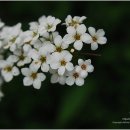 조팝나무꽃(Bridal wreath) 이미지