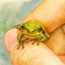 청개구리 이미지