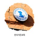 강남애견호텔 킨더가든포독 강남애견놀이방 체험후기