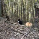 횃대둥우리 이미지