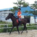 부안아리울승마장 이미지