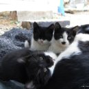 고양이동산 이미지