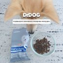 닥터표동물병원 | 가수분해사료강아지 닥터독 베츠초이스 하이포알러제닉 피부 모질 플러스