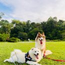 산들 강아지 이미지