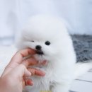 화이트 독 이미지