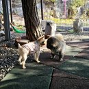 니멍내멍 | 남양주 애견카페 니멍내멍 별내 실내애견카페 재방문