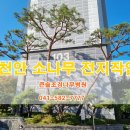 [천안나무병원][천안조경회사]천안 소나무전지 작업 / 아파트 조경관리는 큰솔조경&amp;나무병원