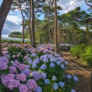 솔숲농원 | 6.7월 꽃여행 충남서산,태안 수국명소 가볼만한곳 주차 방문팁