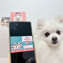 대형견 이발소 이미지