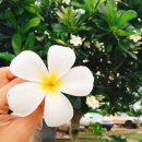 플루메리아 민박 이미지