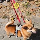 산책하는날 이미지