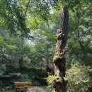 고산골 공룡공원 쿨 이미지