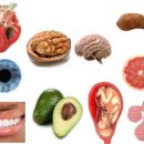 '신체 부위'와 닮은 10가지 건강 식품 이미지