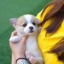 대구강아지분양 테디럽 이미지