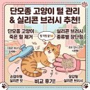 옷고르는고양이 | 단모종 고양이 죽은 털 제거, 실리콘 브러시 종류별 장단점 후기