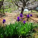 대대 찹쌀아구찜 이미지