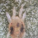 응애농원 이미지