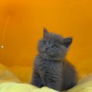 퍼스트독앤캣 이미지