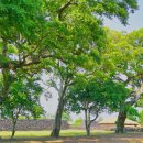 성읍리-6 이미지