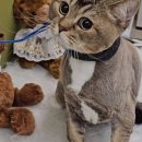 냥클래스 이미지