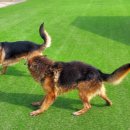 휴먼앤독 이미지