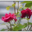 한국화(중급) 이미지