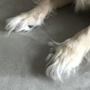 더 도도하개 이미지