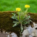 꽃민들레 이미지