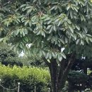 나무아래 이미지