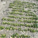 학전농장 이미지