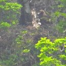 한국동물번식센타 이미지