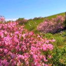 죽령 | 소백산 철쭉제 산행 코스 총정리 (죽령~어의곡 종주 철쭉 개화 시기 주차)