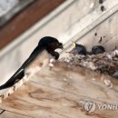 흥부식육점