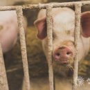 돼지와 건강 이미지