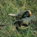몽구스(Mongoose)