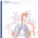 호흡기관 (그림) 이미지