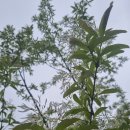 견마지로(犬馬之勞)뜻 이미지