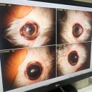 분당밝은아이동물병원 이미지