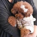 도그스101 이미지