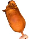 나의강아지에게
