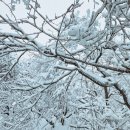 강원 평창 발왕산(해발1,458m)눈꽃산행 이미지
