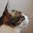 글라스바바안경 향남점 이미지