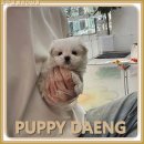 강아지꿈 | 진천강아지입양처 꿈에 그리던 동생을 만난 후기!