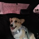 애견목욕탕 | [애견 목욕탕] 유폴남양주점 후기!