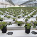 연암농장 | 연암 박지원의 『열하일기』, 농업개혁의 시선으로 오늘을 보다