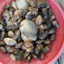 갯벌민박 이미지