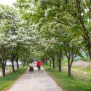 이팝나무길 이미지