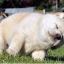 힐링애견 이미지